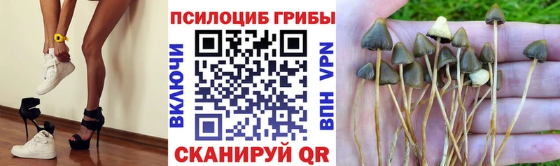 Псилоцибиновые грибы Magic Shrooms  Купить где  Севск 